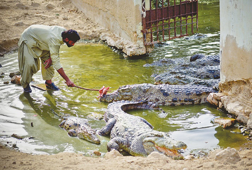 Crocodile 